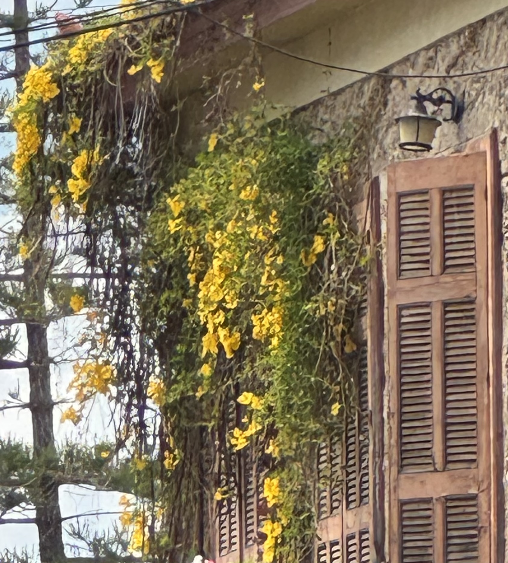 IMG_8872 - Taussig Travel Stone exterior with brown wooden shutters, greenery and yellow flowers climbing the wall, and a hanging lantern above.