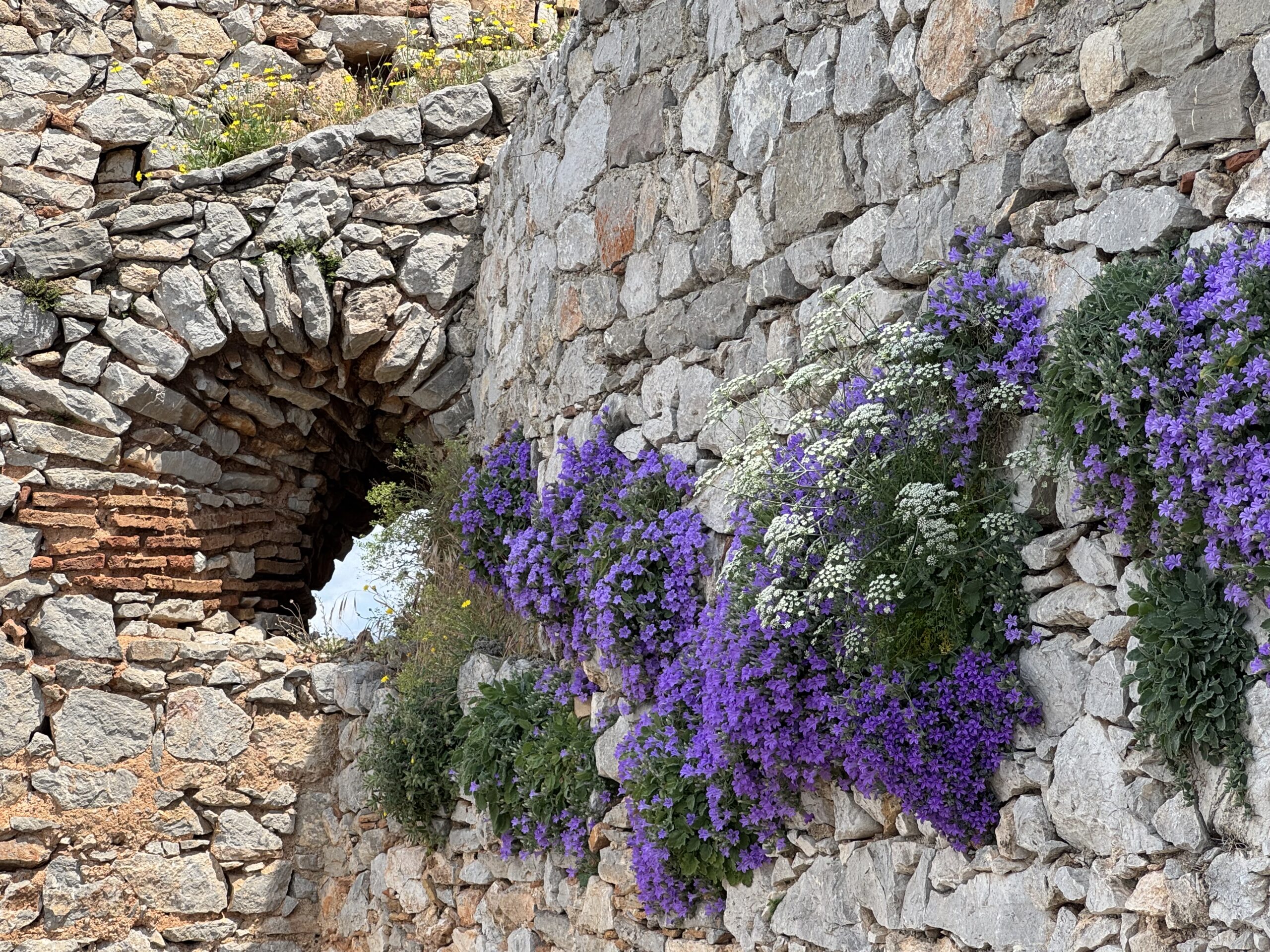 IMG_9014 - Taussig Travel Stone wall of irregular rocks with purple flowering plants cascading along the right and small yellow flowers at the top left edge, adding color to the stonework.