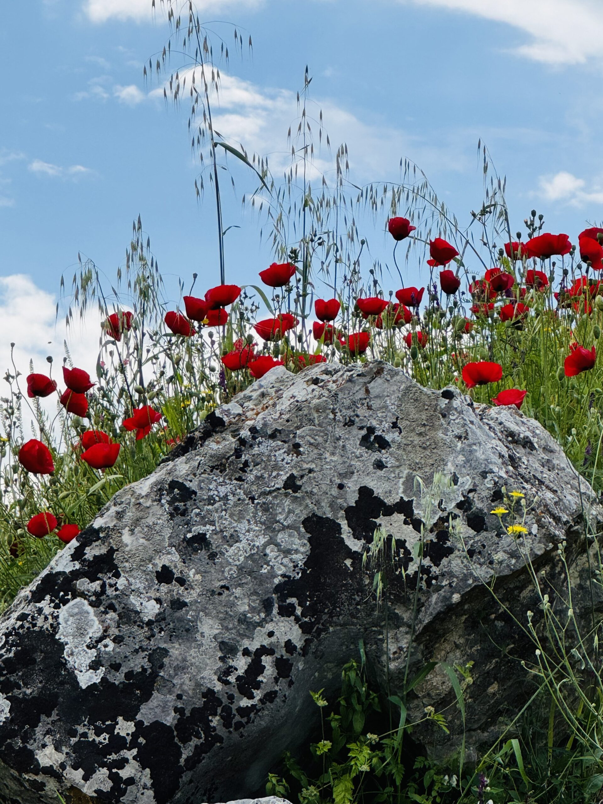 IMG_9076 - Taussig Travel Red poppies growing on a lichen-covered rock under a blue sky with wispy clouds.