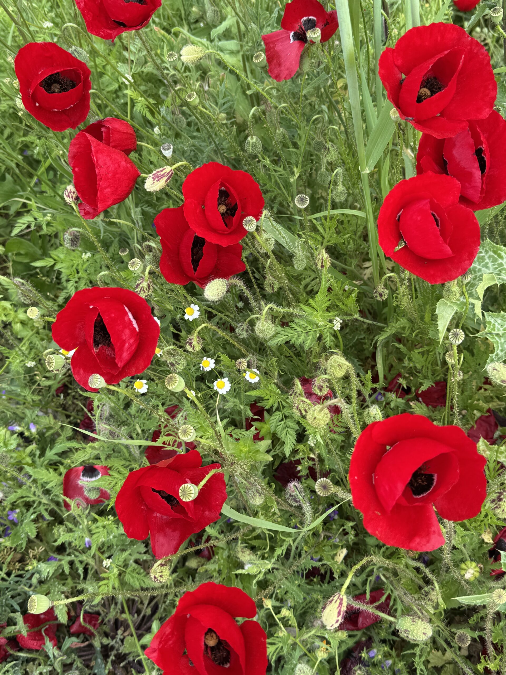 IMG_9083 - Taussig Travel Red poppies in a sunny garden among green leaves and small white daisies.