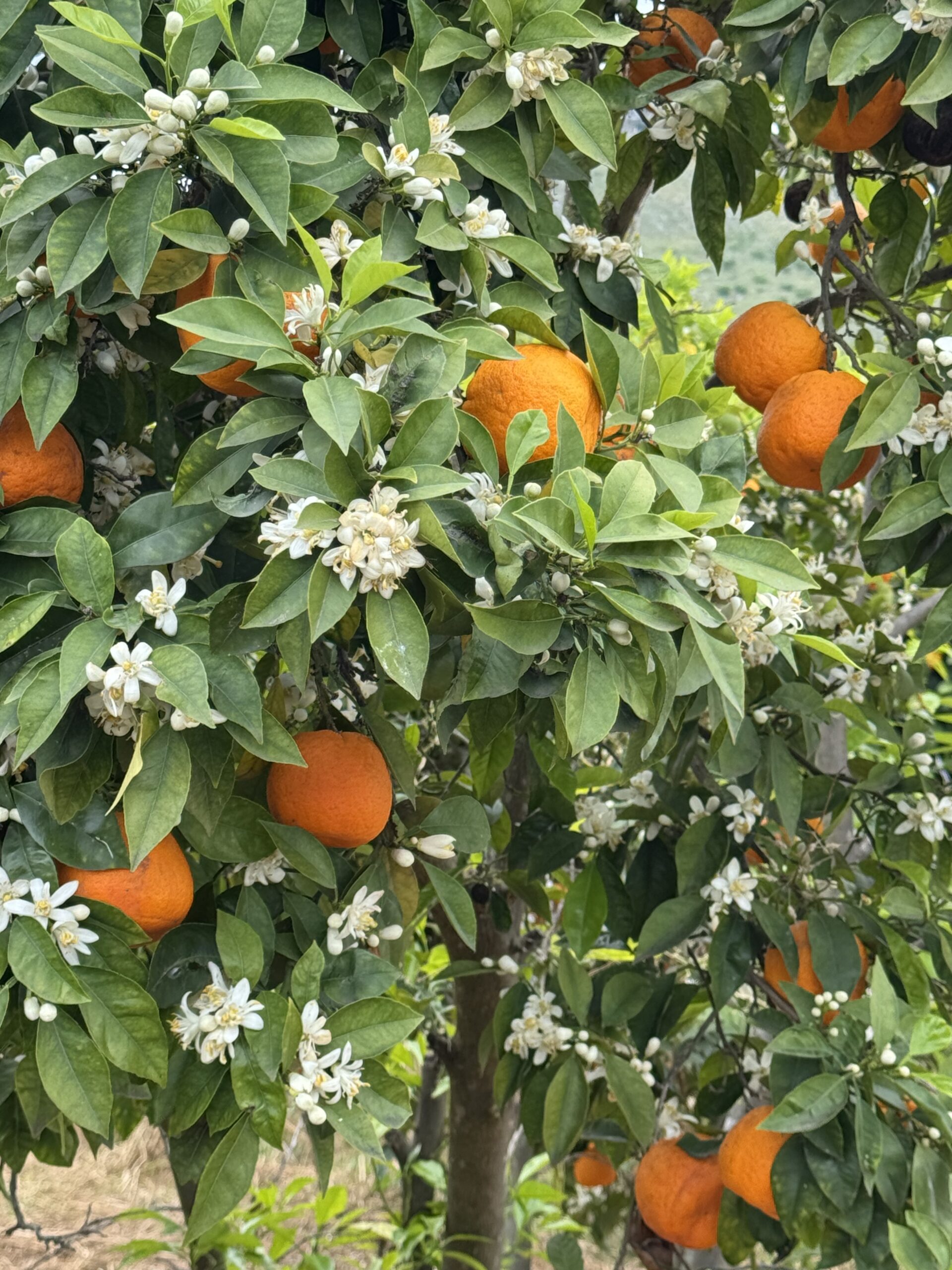 IMG_9147 - Taussig Travel Orange tree with ripe fruit among green leaves and white blossoms.