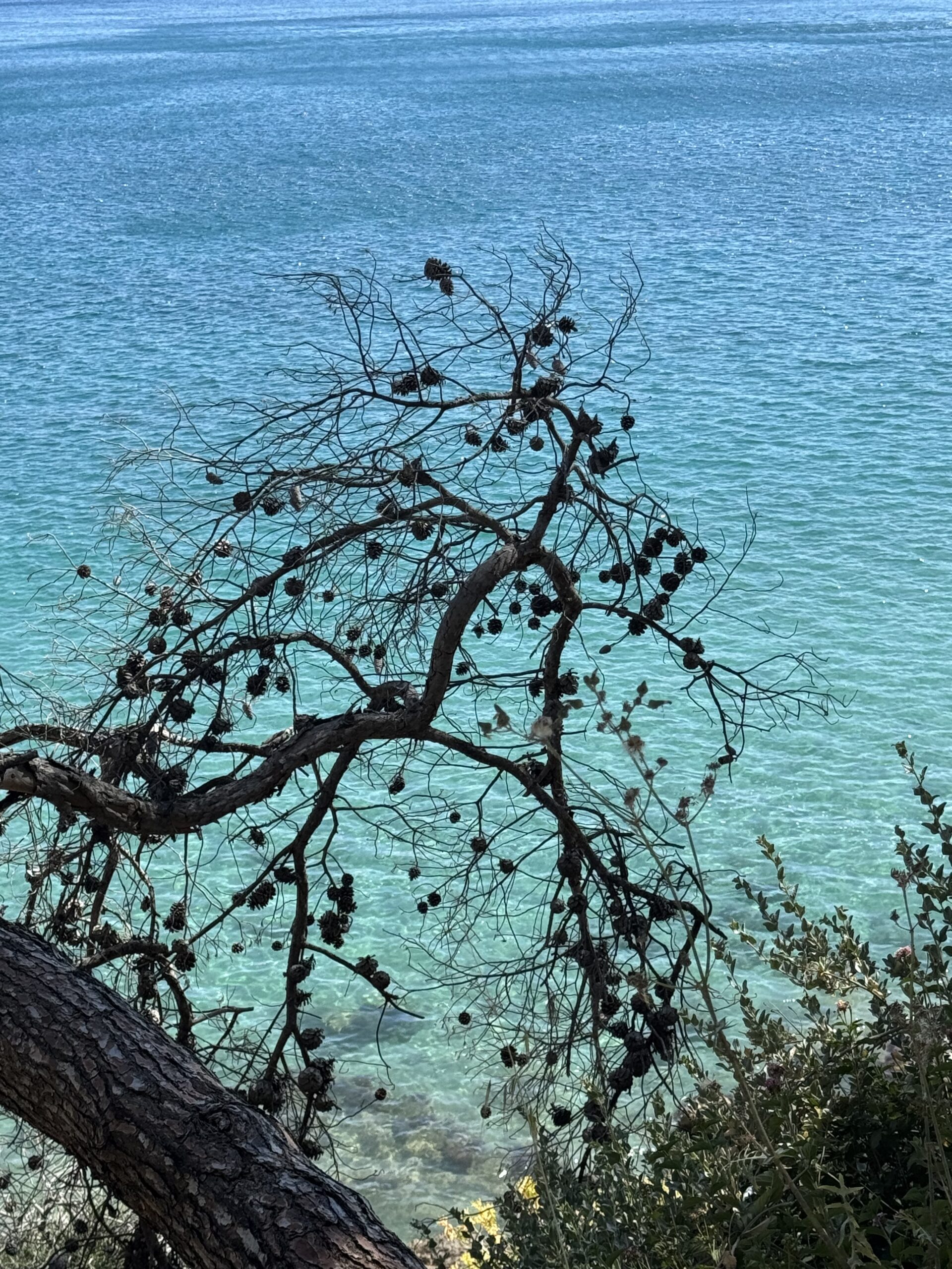 IMG_9320 - Taussig Travel Leafless tree branches with pine cones over clear turquoise sea.