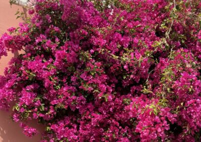 Bright pink bougainvillea vines cascading over a peach wall next to a small window.
